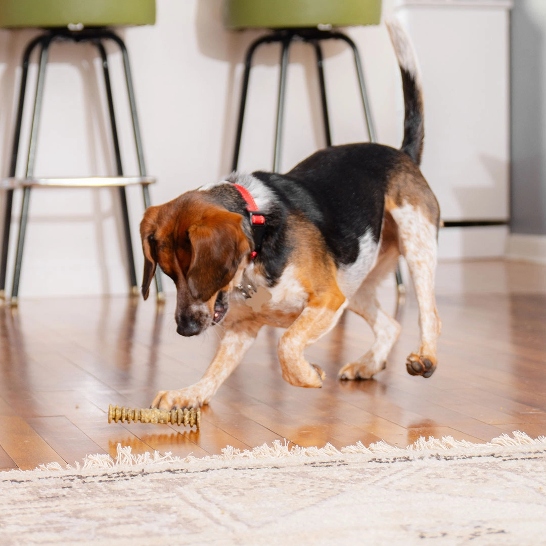 Stella & Chewy's Dental Delights
