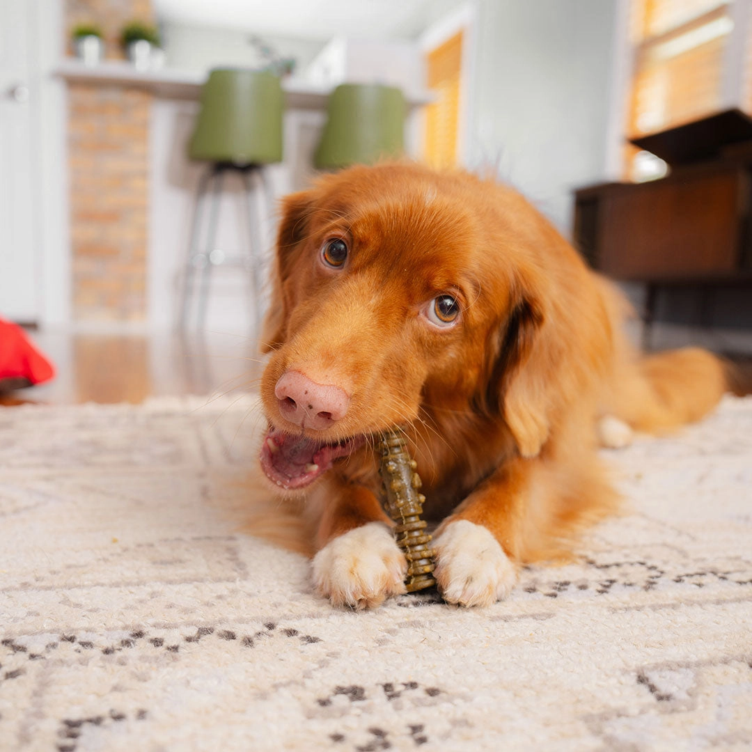 Stella & Chewy's Dental Delights