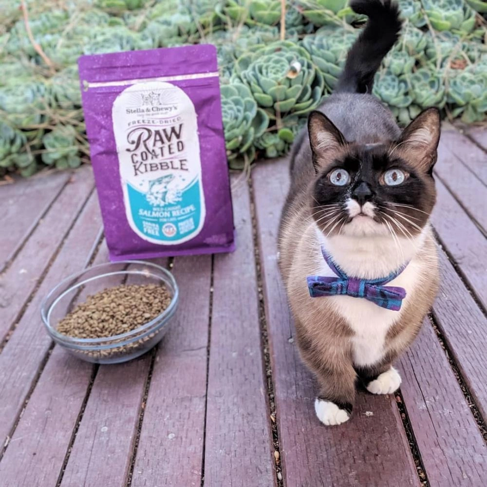 Stella & Chewy's Raw Coated Kibble Wild Caught Salmon Recipe Dry Cat Food
