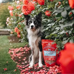 Stella's Solutions Immune Support Freeze Dried Grass Fed Lamb - Dinner Morsels Dog Food
