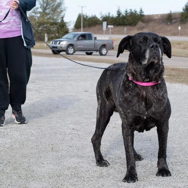 Train Right! Cotton Web Dog Training Leash