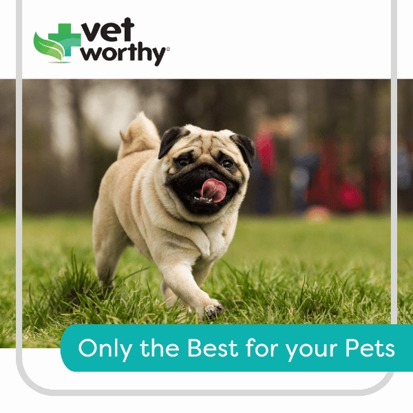 Vet Worthy Potty Hydrant for Dogs