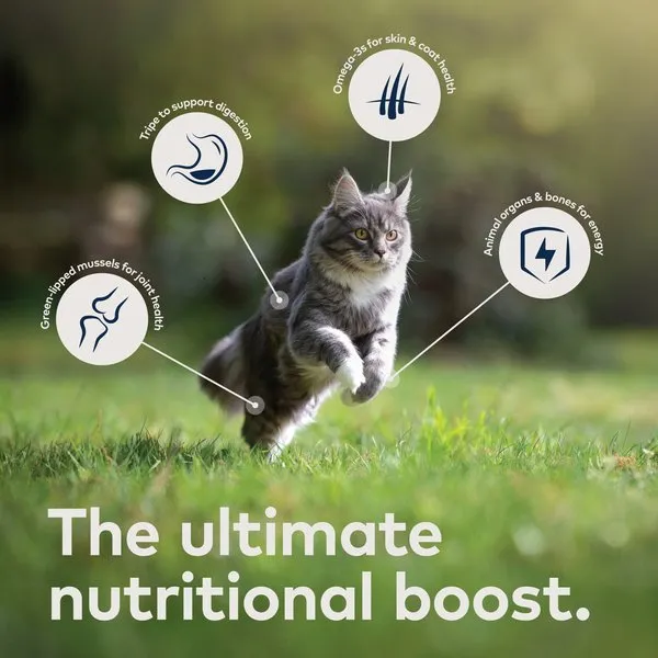 ZIWI Peak Grain Free Mackerel & Lamb Recipe Canned Cat Food